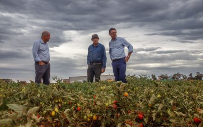 Labor Governments are Failing Australian Producers